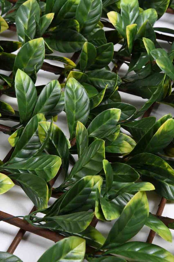 CELOSÍA MIMBRE HOJA LAUREL - Imagen 6