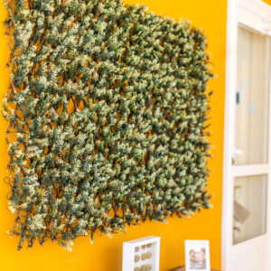 CELOSÍA MIMBRE HOJA CIPRÉS