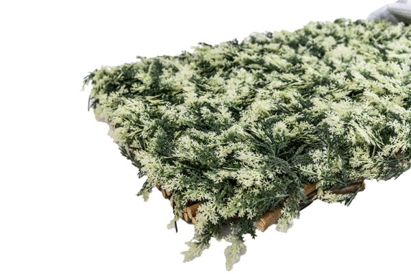 CELOSÍA MIMBRE HOJA CIPRÉS - Imagen 2