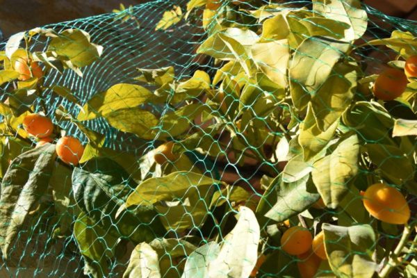 MALLA ANTIPÁJAROS VERDE