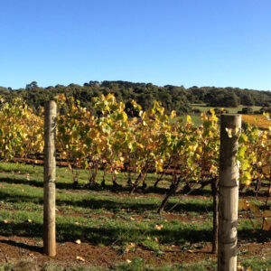 TUTORES DE MADERA CON PUNTA