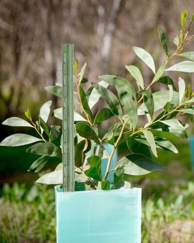 Tutores De Acero Plastificado