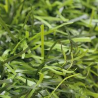 16504_16505_16506_16507_SETO-BICOLOR-HOJA-FINA-110-VARILLAS--(3)