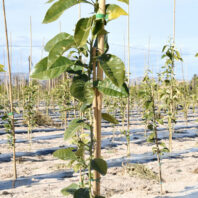 29005_29010_29021_29006_29023_29018_29018_29019_29007_29008_29020_29009_TUTORES-DE-BAMBÚ-NATURAL-