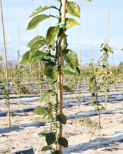 Tutores de Bambú Natural