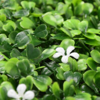 34050_JARDÍN-VERTICAL-JAZMÍN-(5)