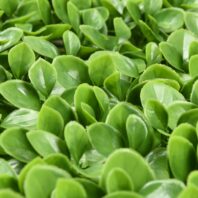 34053_JARDÍN-VERTICAL-BOJ-3