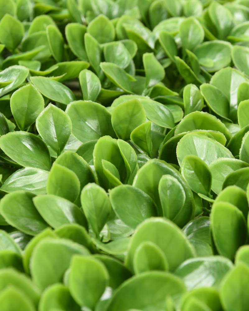 34053_JARDÍN-VERTICAL-BOJ-3 34053_JARDÍN-VERTICAL-BOJ-3