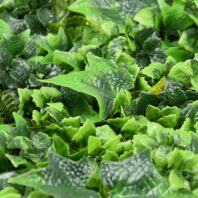 34054_JARDIN-VERTICAL-MAHONIA-4