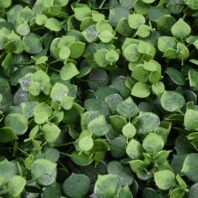 34055_JARDÍN-VERTICAL-IROLIA-3