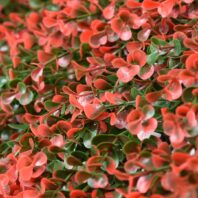 34056_JARDÍN-VERTICAL-NATUS-3