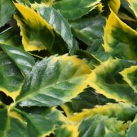 34057_JARDÍN-VERTICAL-LAUREL-3