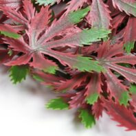 34059_JARDÍN-VERTICAL-ARCE-(1)