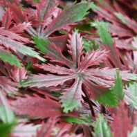 34059_JARDÍN-VERTICAL-ARCE-(2)