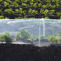 43172_TÚNEL-INVERNADERO-1