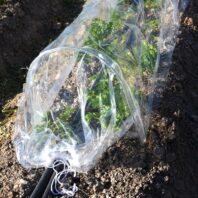 43172_TÚNEL-INVERNADERO-3