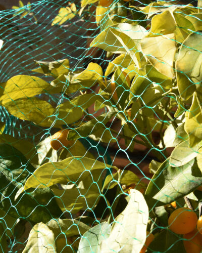 Malla Antipájaros | Verde