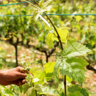 70106_ALAMBRE-PLASTIFICADO-VERDE-(1)