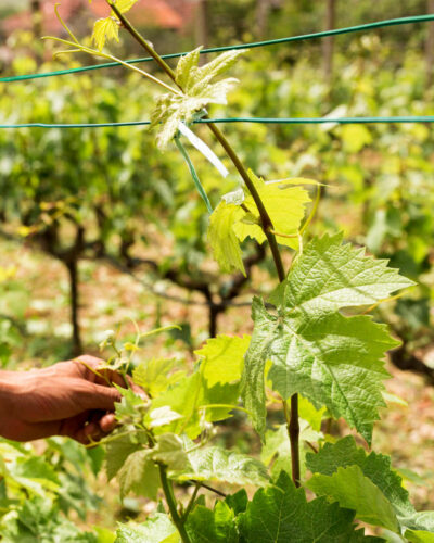 Alambre Plastificado Verde