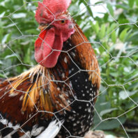 70152_70153_70154_70155_70156_70151_70157_70158_70159_70160_70161_70162_MALLA-HEXAGONAL-GALVANIZADA-TRIPLE-TORSIÓN-(1)-.