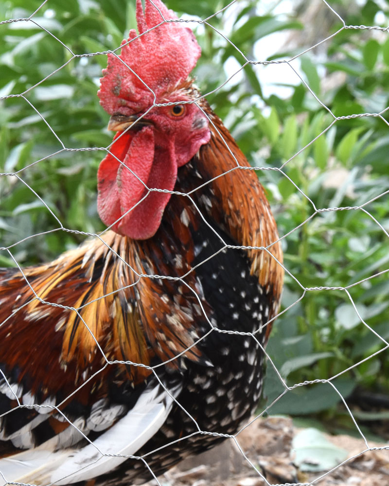 70152_70153_70154_70155_70156_70151_70157_70158_70159_70160_70161_70162_MALLA-HEXAGONAL-GALVANIZADA-TRIPLE-TORSIÓN-(1)-.