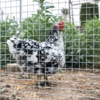 74151_745152-74153_MALLA CUADRADA GALVANIZADA -1