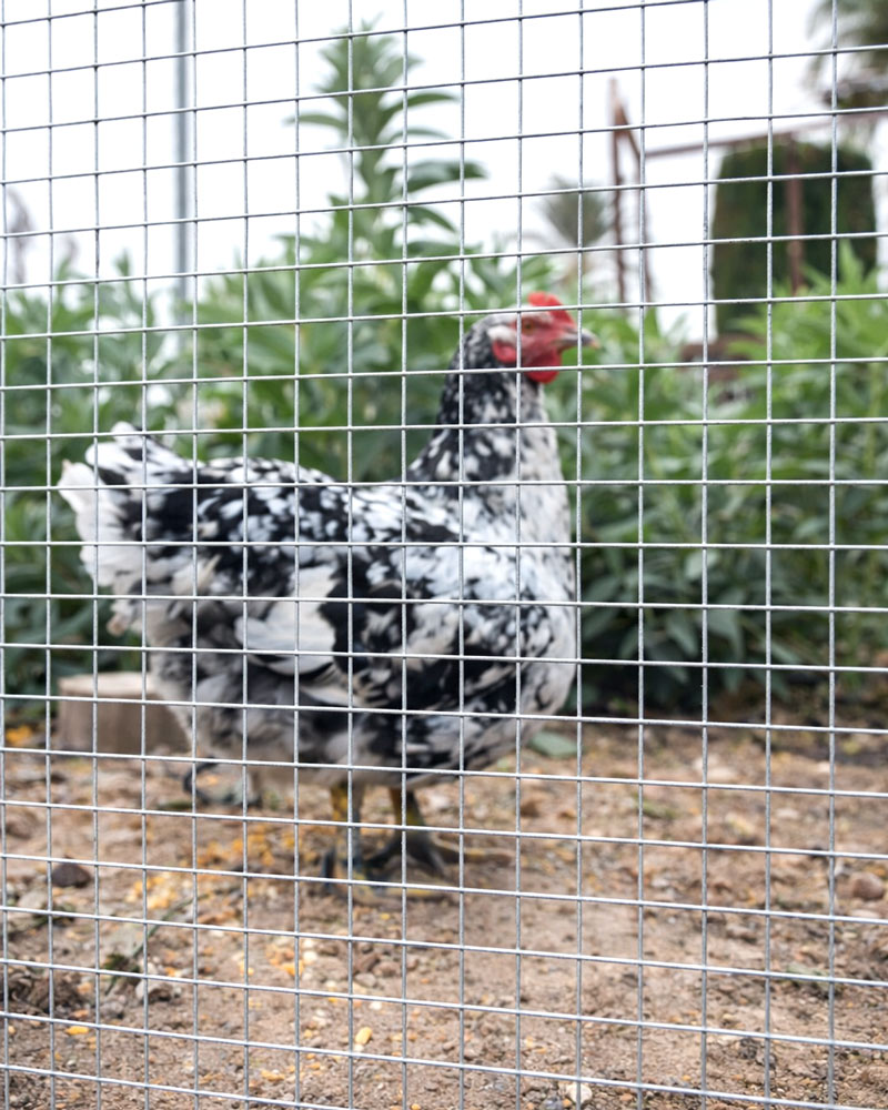 74151_745152-74153_MALLA CUADRADA GALVANIZADA -1 74151_745152-74153_MALLA CUADRADA GALVANIZADA -1