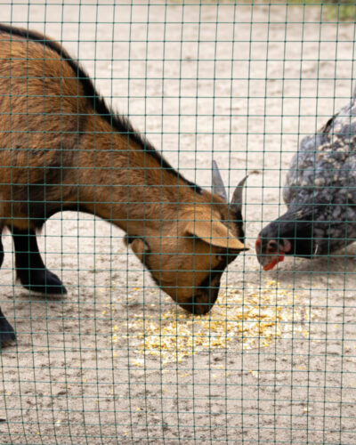 Malla Metálica Cuadrada Plastificada Verde