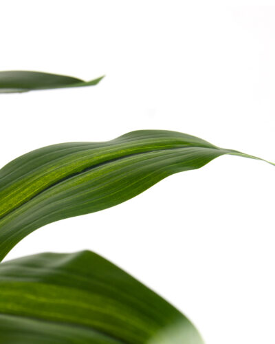 80500-DRACENA-PLANTAS-ARTIFICIALES-DETALLE-2