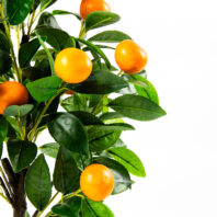 80506-PLANTA-NARANJO-2
