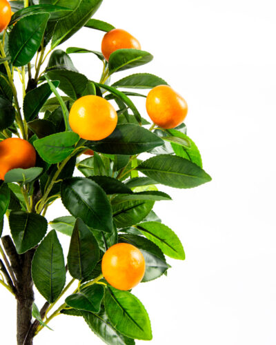 80506-PLANTA-NARANJO-2