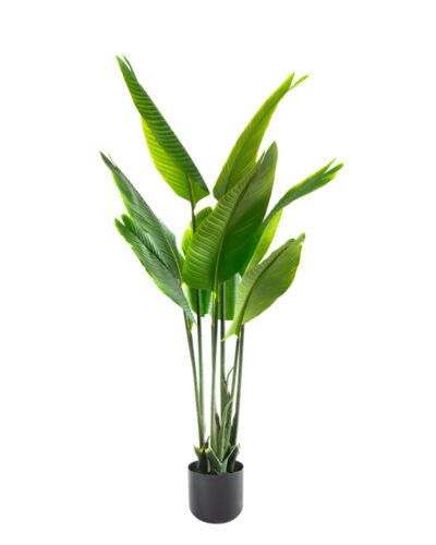 Ave del Paraíso | Planta Artificial