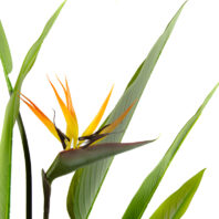 80510-PLANTA-FLOR-PAJARO-