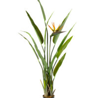 80510-PLANTA-FLOR-PAJARO-1