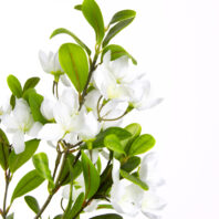 80521-AÑMENDRO-BLANCO-2