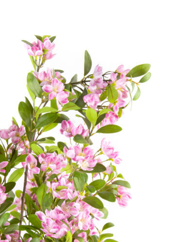 80522-ALMENDRO-ROSA-2