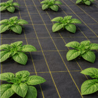 Malla Antihierbas150 grm²-