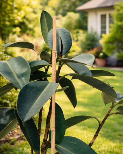 Pack Tutor De Bambú