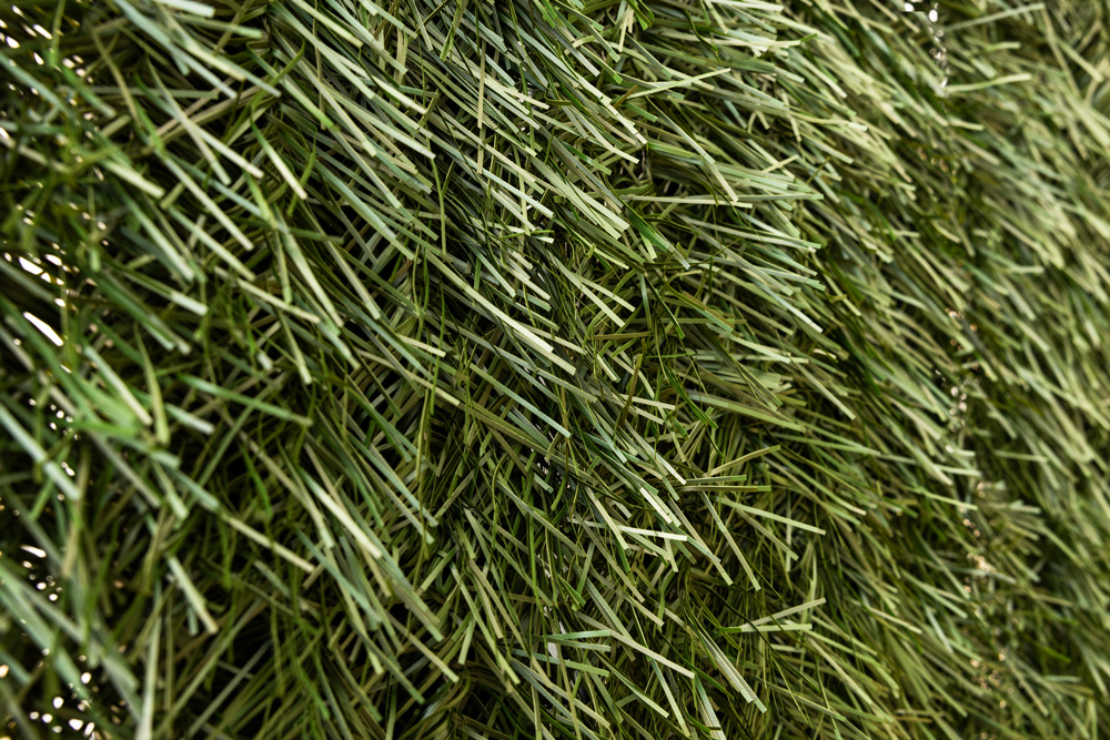 Sesion-exterior-2025-23213