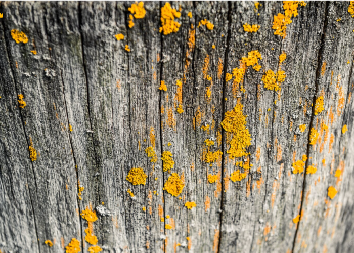 moho-tratamiento madera-cañizos faura